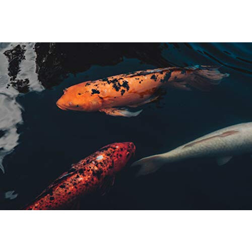 Extra Select Premium Koi Sticks Complete Fish Food, 5 kg 2