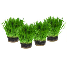 Cat Grass x 4 Pack (Grow your own kits) By Cat FurNature