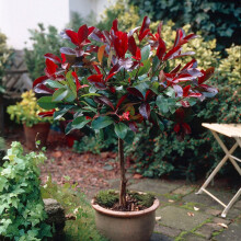 YouGarden Photinia 'Little Red Robin' Standard Tree (Approximately 70-80cm Incl. 3L Pot). Photinia Red Robin Tree in Pot Ready to Plant. Trees Outdoor