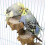 Bird Platform Perch Und for Budgie Parakeet, Ca Play D Parrot Flat Perche 2