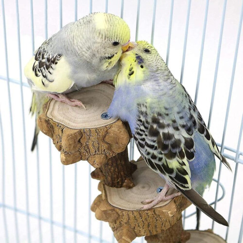 Bird Platform Perch Und for Budgie Parakeet, Ca Play D Parrot Flat Perche 1