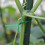 Plastic garden ties, plant binding wire, multifunctional metal cable ties, green, high voltage, 100 m 2
