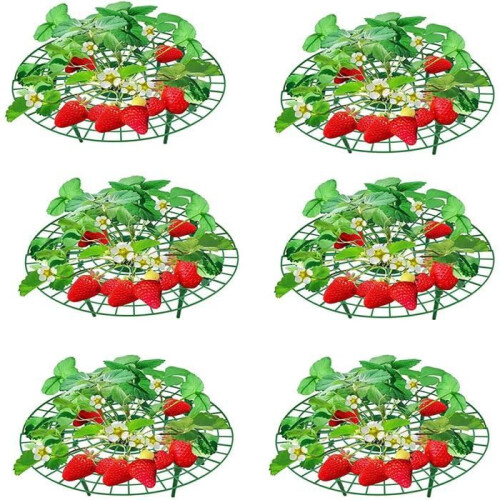 Strawberry plant support - Universal - Pack of 6 - Diameter 30 cm - Height 9.5 cm