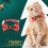 Cat collars with bell and bow, stylish kitten collar, adjustable cat collar, soft cat collar 4