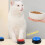 Recordable buzzer, dog buzzer, buzzer with sound and light, dog button, record button, sound buzzer, button 4