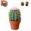 Forgecore Spikey Spices - Mini Cute 3D Printed Cactus Salt and Pepper Shakers 1