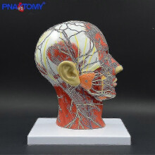 Human Head with Muscle And Nerve Blood Vessel Brain Anatomy Oral Cavity Throat Anatomical Model Skull Face Muscle Life Size