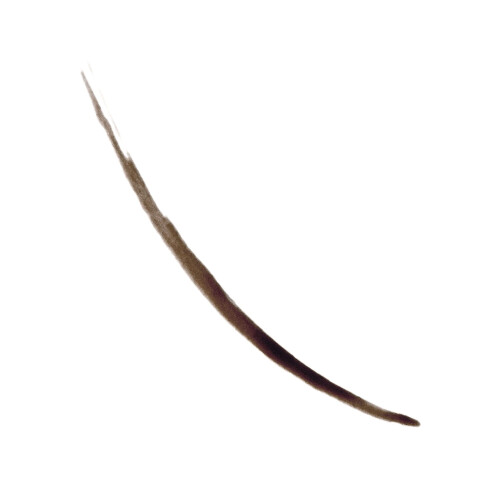 Revlon Colorstay, Semi-Permanent Brow Ink, 355 Dunkelbraun Ink 1