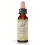 Bach, Original Blüten-Essenzen, Geißblatt, 0,35 fl oz (10 ml) 1