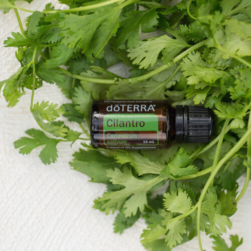 doTERRA doTERRA -    therisches Koriander   l - 15 mL 2