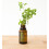 doTERRA doTERRA -    therisches Majoran   l - 15 mL 2