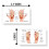 Grfico de reflexologia Lashicorn para mos e ps | Pacote de 50 | 2 x 3,5 polegadas carto feito sob medida negcio | Massagem Reflexologia | Ac 2
