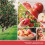 Yankee Candle Yankee Candle Papier-Autoglas Macintosh (10er-Pack) 3