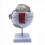 6x Enlarged Human Eye Anatomical Model,anatomically Accurate Eye Model Human Eye Anatomy for Scienc 14