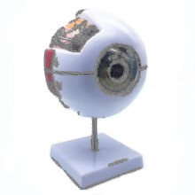 6x Enlarged Human Eye Anatomical Model,anatomically Accurate Eye Model Human Eye Anatomy for Scienc