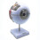 6x Enlarged Human Eye Anatomical Model,anatomically Accurate Eye Model Human Eye Anatomy for Scienc 1