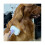 Pet Cleaning Slicker Brush for Shedding Ging Short Hed , Cats Retractable Brush 20