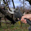 (American Standard) Electric Cordless Pruning Shears Scissor Cutter Pruner 5