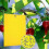 2024 - 100 Pieces Yellow Double Sided Fly Trap, Double Sided Yellow Traps for Flying Insects 1