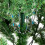 6FT Artificial Snow Tipped Pine Cones Christmas Tree Holiday Party Decor 12