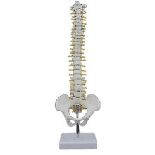45cm Human Spine with Pelvic Model Human Anatomical Anatomy Spine Model Spinal Column Model+stand F