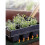 (10*52.5cm) Waterproof Plant Heating Mat Seedling Germination Propagation Clone Starter Pad 5
