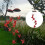 Vency Solar Red Bird Wind Chimes, Color Changing Solar Powered Red Cardinal Bird 2