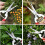 Garden Shears for Plants and Grape Picking Small Size 3