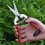 Garden Shears for Plants and Grape Picking Small Size 4