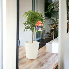 (Metal Cream Vertical Line) Citrus Kumquat Tree Delivered - Sweet Scented Small Tree