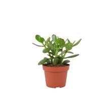 (No Container) Crassula Money Plant - Lucky Succulent in 12cm Pot Air-Purifying Houseplant