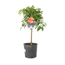 (No Container) Citrus Kumquat Tree Delivered - Sweet Scented Small Tree