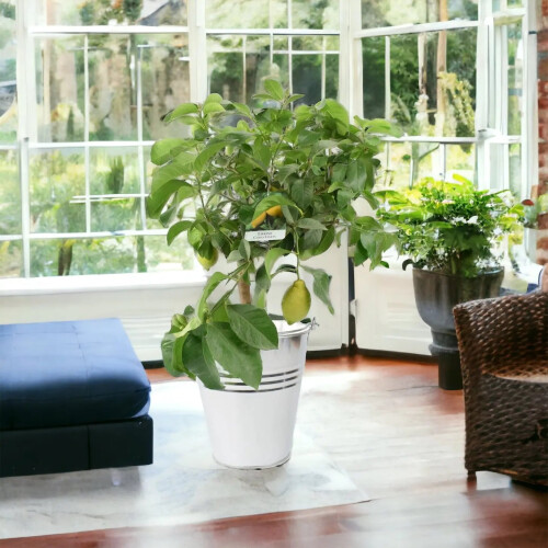 (No Container) Citrus Lemon Tree in 19cm Pot – Indoor Outdoor Fruit Tree 1