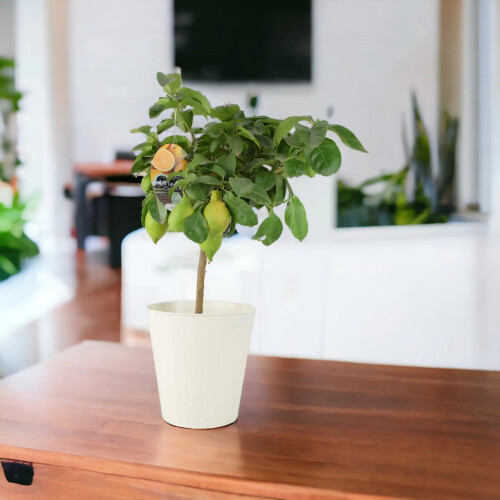 (No Container) Citrus Lemon Tree in 19cm Pot – Indoor Outdoor Fruit Tree 2