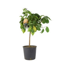 (No Container) Citrus Lemon Tree in 19cm Pot – Indoor Outdoor Fruit Tree