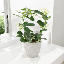 (Concrete Aztec) Stephanotis Jasmine Hoop - Fragrant Indoor Flowering Plant