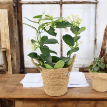 (Basket Seagrass With Handles) Stephanotis Jasmine Hoop - Fragrant Indoor Flowering Plant