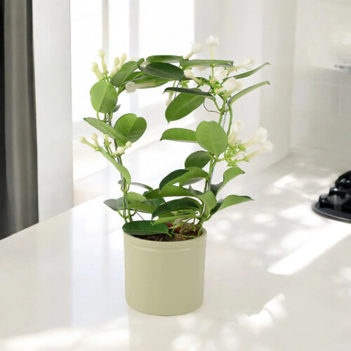 (Ceramic Ewi Dot) Stephanotis Jasmine Hoop - Fragrant Indoor Flowering Plant 2