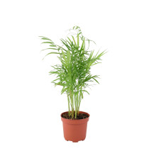 (No Container) Chamaedorea Elegans Parlor Palm in 12cm Pot – Easy Care Indoor Houseplant