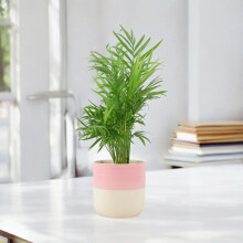 (Ceramic Pink & White) Chamaedorea Elegans Parlor Palm in 12cm Pot – Easy Care Indoor Houseplant