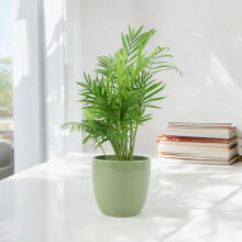 (Ceramic Pastel Green) Chamaedorea Elegans Parlor Palm in 12cm Pot – Easy Care Indoor Houseplant