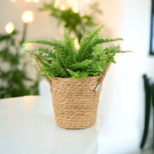 (Basket Seagrass With Handles) Boston Fern (Nephrolepis) in 12cm Ceramic Pot – Air-Purifying Pet-Safe Houseplant