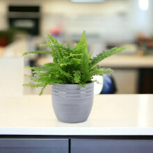 (Ceramic Grey Ripple) Boston Fern (Nephrolepis) in 12cm Ceramic Pot – Air-Purifying Pet-Safe Houseplant