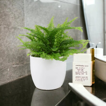 (Ceramic White) Boston Fern (Nephrolepis) in 12cm Ceramic Pot – Air-Purifying Pet-Safe Houseplant