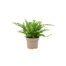 (No Container) Boston Fern (Nephrolepis) in 12cm Ceramic Pot – Air-Purifying Pet-Safe Houseplant