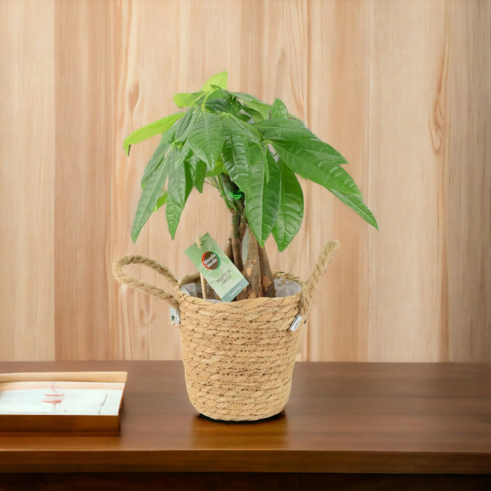 Plants By Post (Basket Seagrass With Handles) Pachira Money Tree 12Cm - Braided Trunk Lucky Houseplant