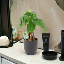 (Ceramic Ewi Dot Anthracite) Pachira Money Tree 12cm - Braided Trunk Lucky Houseplant