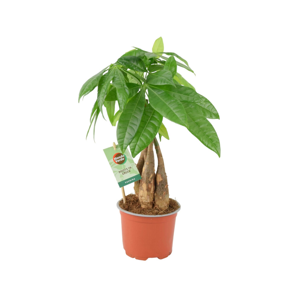Plants By Post (No Container) Pachira Money Tree 12Cm - Braided Trunk Lucky Houseplant