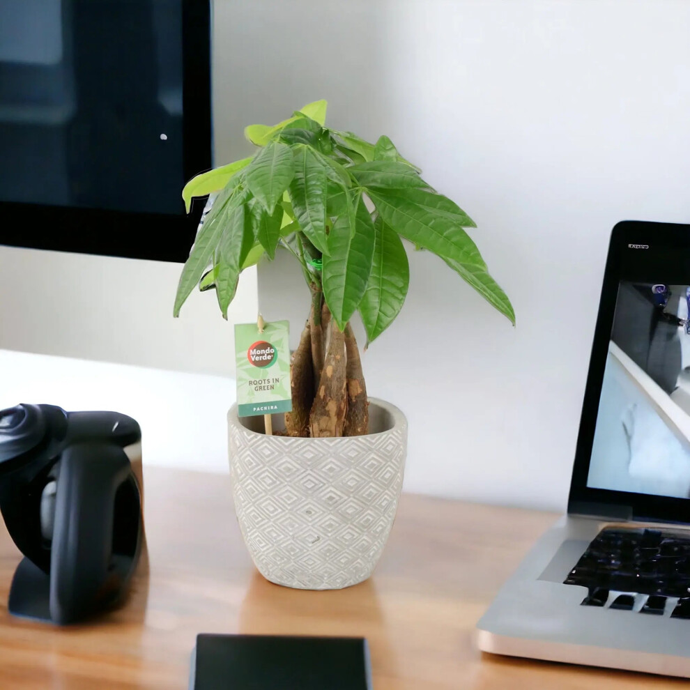 Plants By Post (Concrete Aztec) Pachira Money Tree 12Cm - Braided Trunk Lucky Houseplant