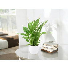 Spathiphyllum Peace Lily in White Ceramic Pot – Indoor Flowering Plant